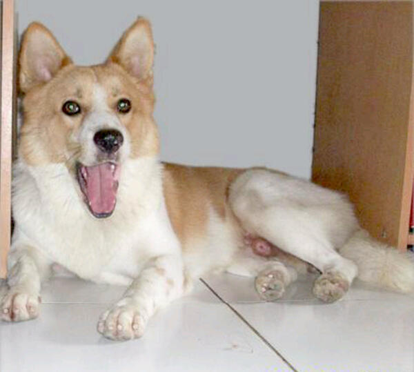 Peraturan Konyol bagi penyayang DOGIE