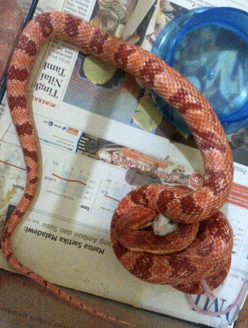 CS Amelanistic Albino
