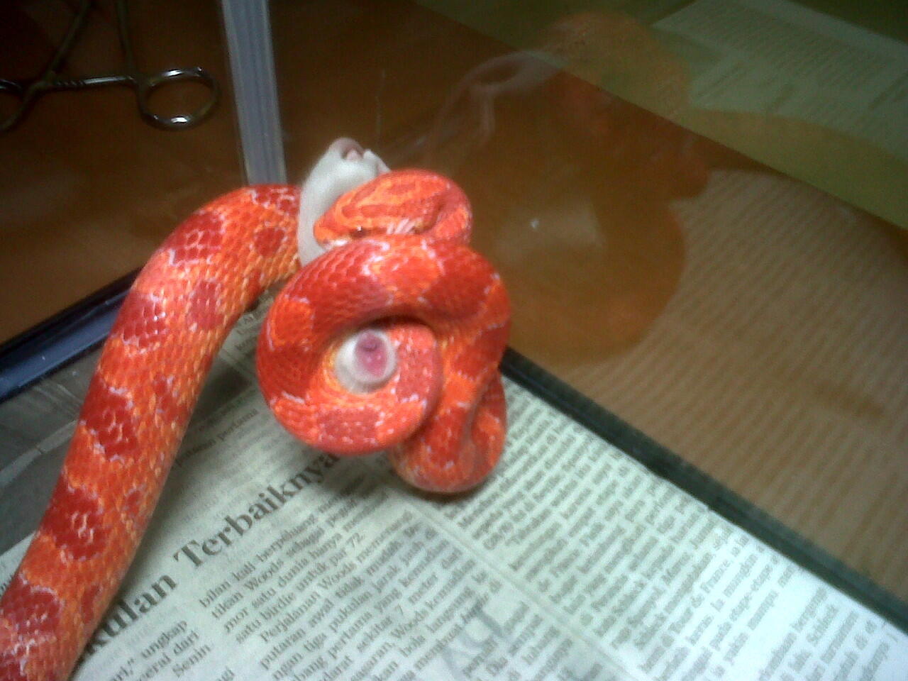 CS Amelanistic Albino