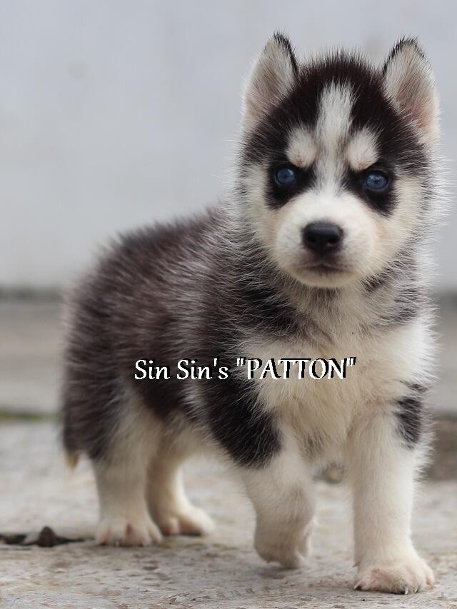 Husky Puppies Cucu TH.INA.CH Kristari Imp.USA