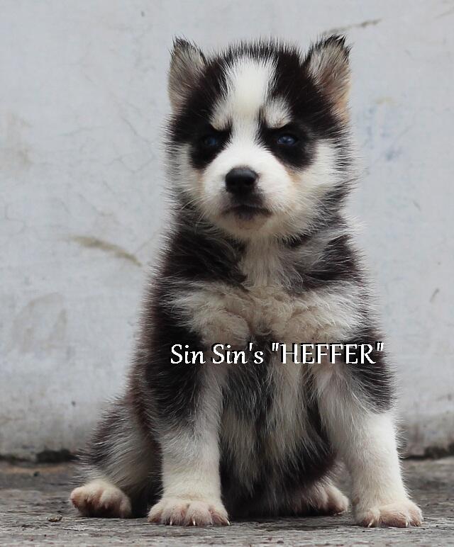 Husky Puppies Cucu TH.INA.CH Kristari Imp.USA