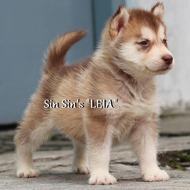 Husky Puppies Cucu TH.INA.CH Kristari Imp.USA