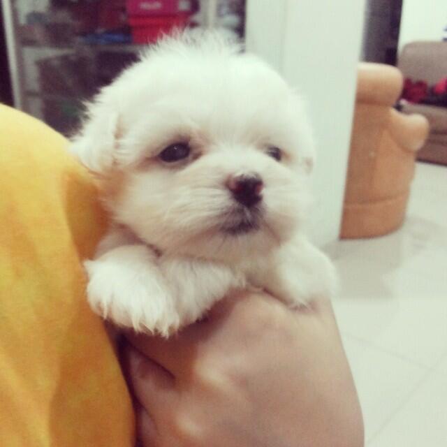 FOR BOOKED MALTESE SUPERCUTE
