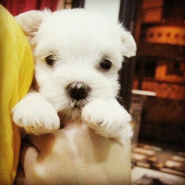 FOR BOOKED MALTESE SUPERCUTE
