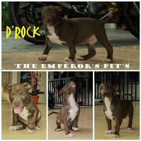 pitbull daerah pangkalpinang,bangka