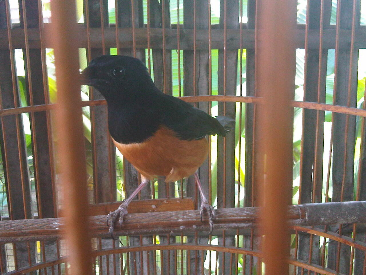 Jual Muray