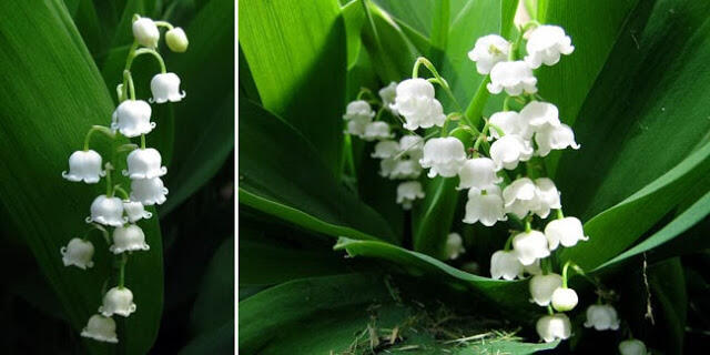 10 Bentuk Bunga Paling Unik Di Dunia