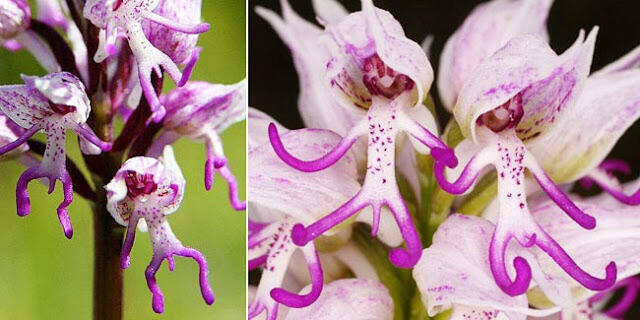 10 Bentuk Bunga Paling Unik Di Dunia