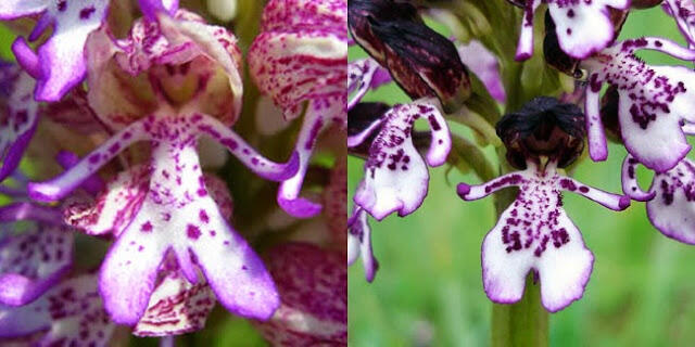 10 Bentuk Bunga Paling Unik Di Dunia