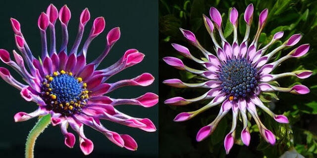 10 Bentuk Bunga Paling Unik Di Dunia