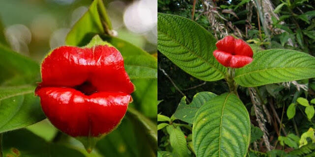 10 Bentuk Bunga Paling Unik Di Dunia