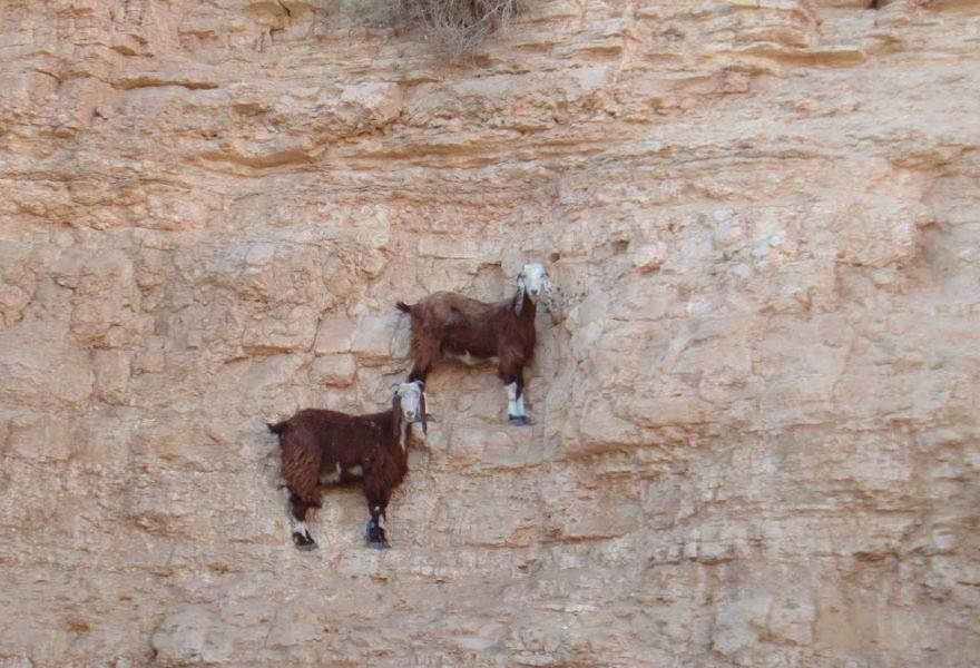 KAMBING Yang Tak Punya Rasa Takut