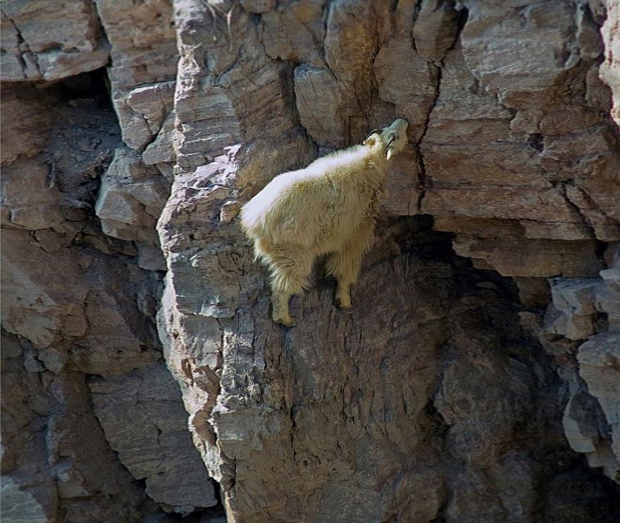 KAMBING Yang Tak Punya Rasa Takut