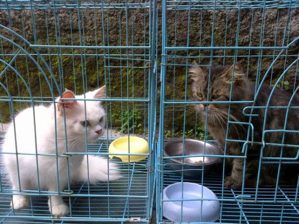 kucing persia medium n flat nose bonuskandang dll