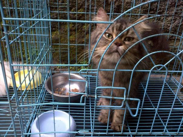 kucing persia medium n flat nose bonuskandang dll