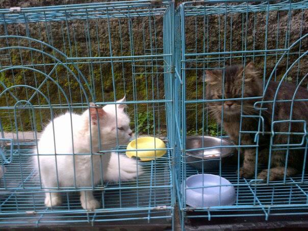 kucing persia medium n flat nose bonuskandang dll