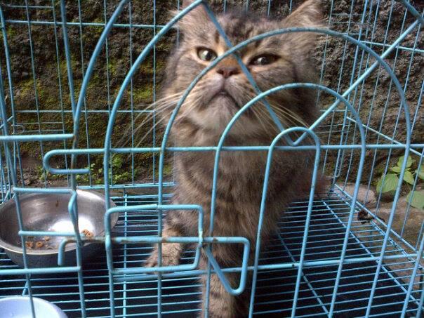 kucing persia medium n flat nose bonuskandang dll