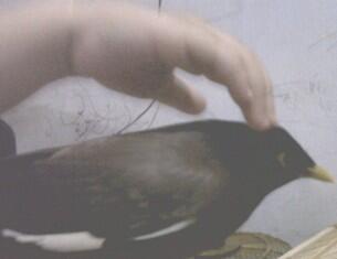JALAK NIAS GACOR JINAK JANTAN BANDUNG