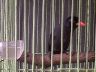 ANAKAN BURUNG POKSAY HITAM JINAK BANDUNG
