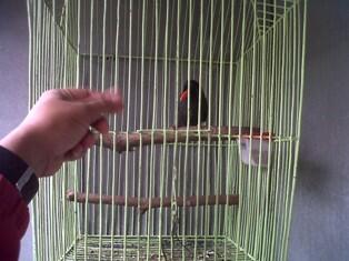 ANAKAN BURUNG POKSAY HITAM JINAK BANDUNG