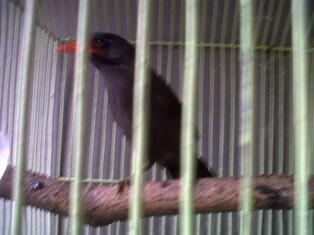 ANAKAN BURUNG POKSAY HITAM JINAK BANDUNG