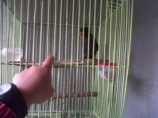 ANAKAN BURUNG POKSAY HITAM JINAK BANDUNG
