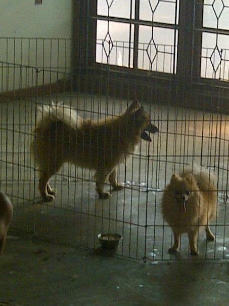 jual anjing pom & tran kecil serta golden