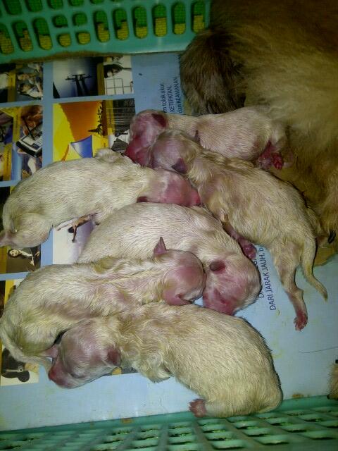 jual anjing pom & tran kecil serta golden