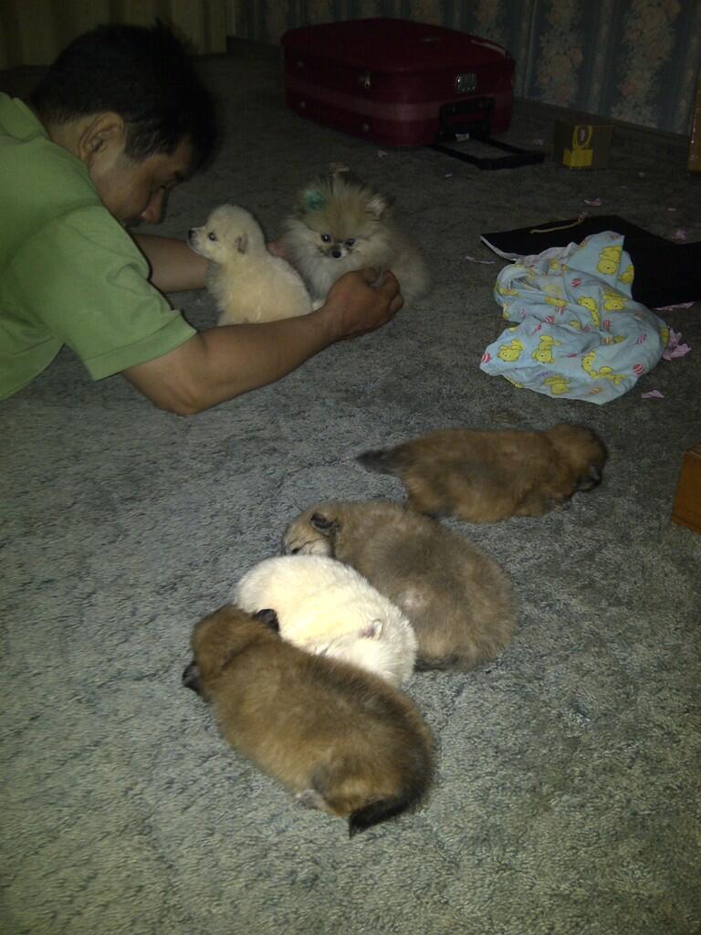 jual anjing pom & tran kecil serta golden