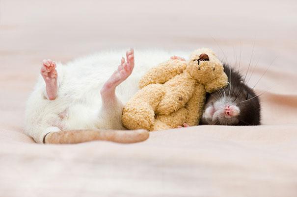 potret lucu dan menggemaskan tikus dengan miniatur teddy bear