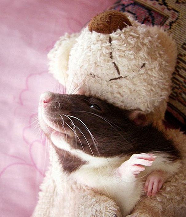 potret lucu dan menggemaskan tikus dengan miniatur teddy bear