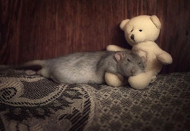 potret lucu dan menggemaskan tikus dengan miniatur teddy bear
