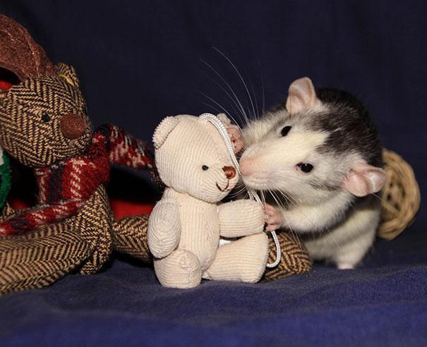 potret lucu dan menggemaskan tikus dengan miniatur teddy bear