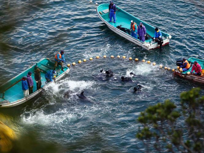 KAMI INGIN HIDUP !!! STOP DOLPHIN KILLS!!!