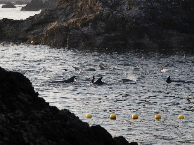 KAMI INGIN HIDUP !!! STOP DOLPHIN KILLS!!!