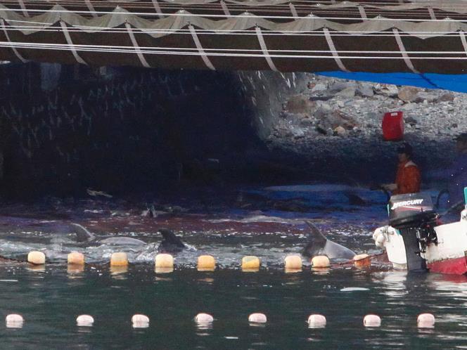 KAMI INGIN HIDUP !!! STOP DOLPHIN KILLS!!!