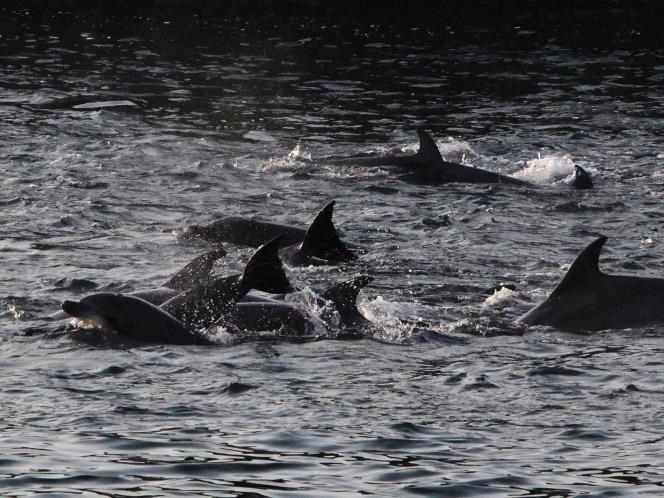 KAMI INGIN HIDUP !!! STOP DOLPHIN KILLS!!!
