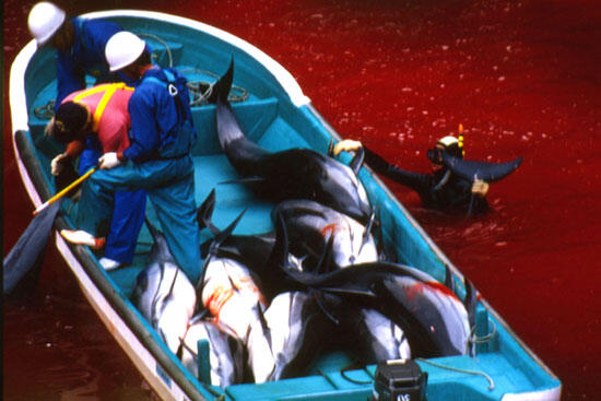KAMI INGIN HIDUP !!! STOP DOLPHIN KILLS!!!