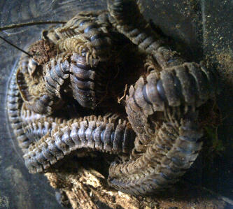 tractor milipede
