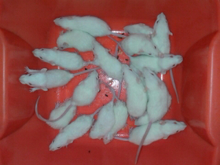 RAT (tikus putih)