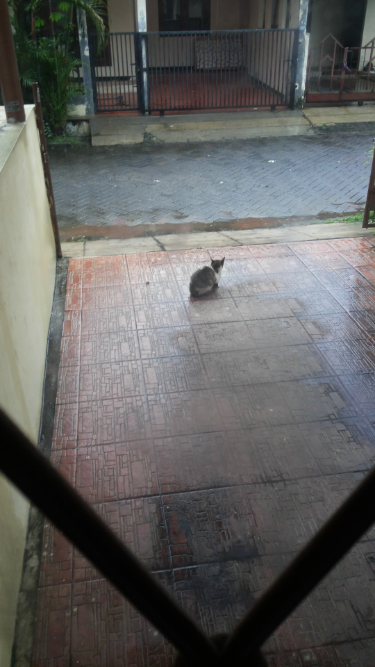 Story Of This Morning: Kucing Mati Misterius