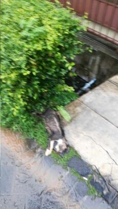 Story Of This Morning: Kucing Mati Misterius