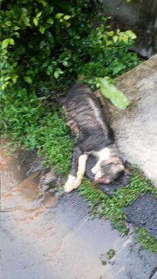 Story Of This Morning: Kucing Mati Misterius