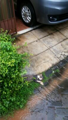 Story Of This Morning: Kucing Mati Misterius