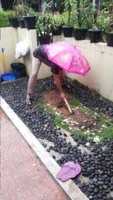 Story Of This Morning: Kucing Mati Misterius