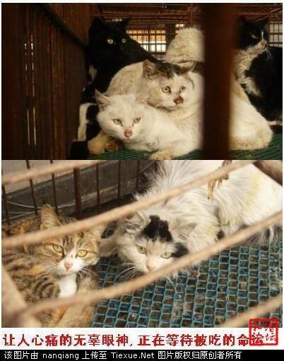 Proses 'Biadab' Memasak Sup Kucing di Cina