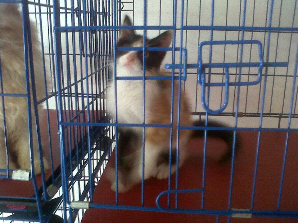 kucing kitten