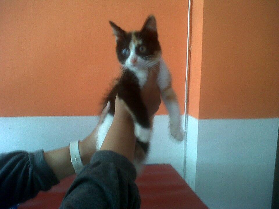 kucing kitten