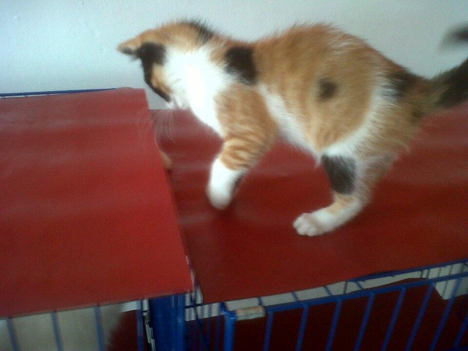 kucing kitten