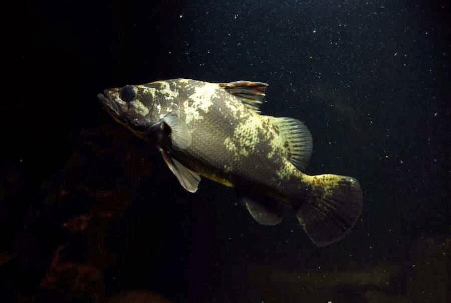 Ikan Predator Nile Perch 12-13 cm